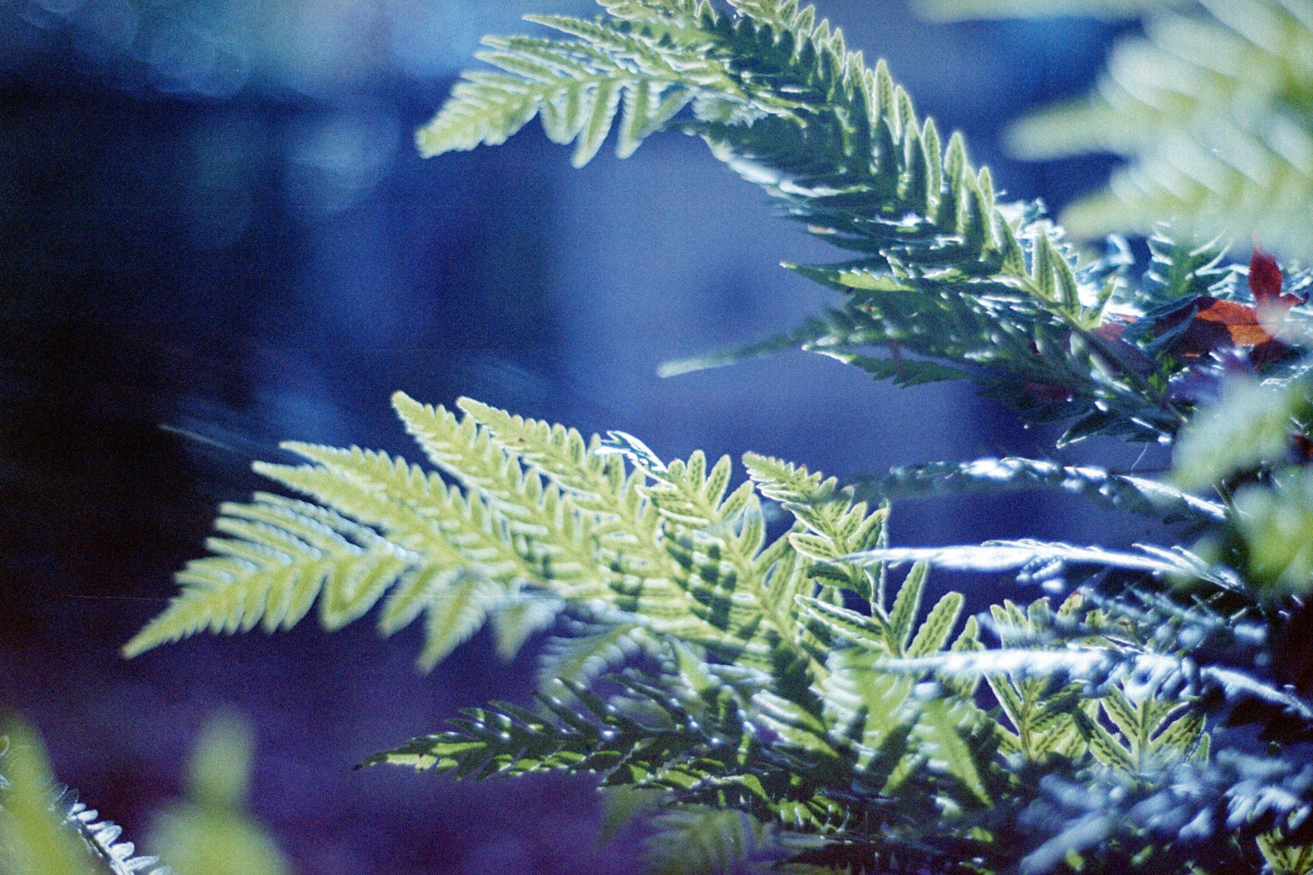 Ferns